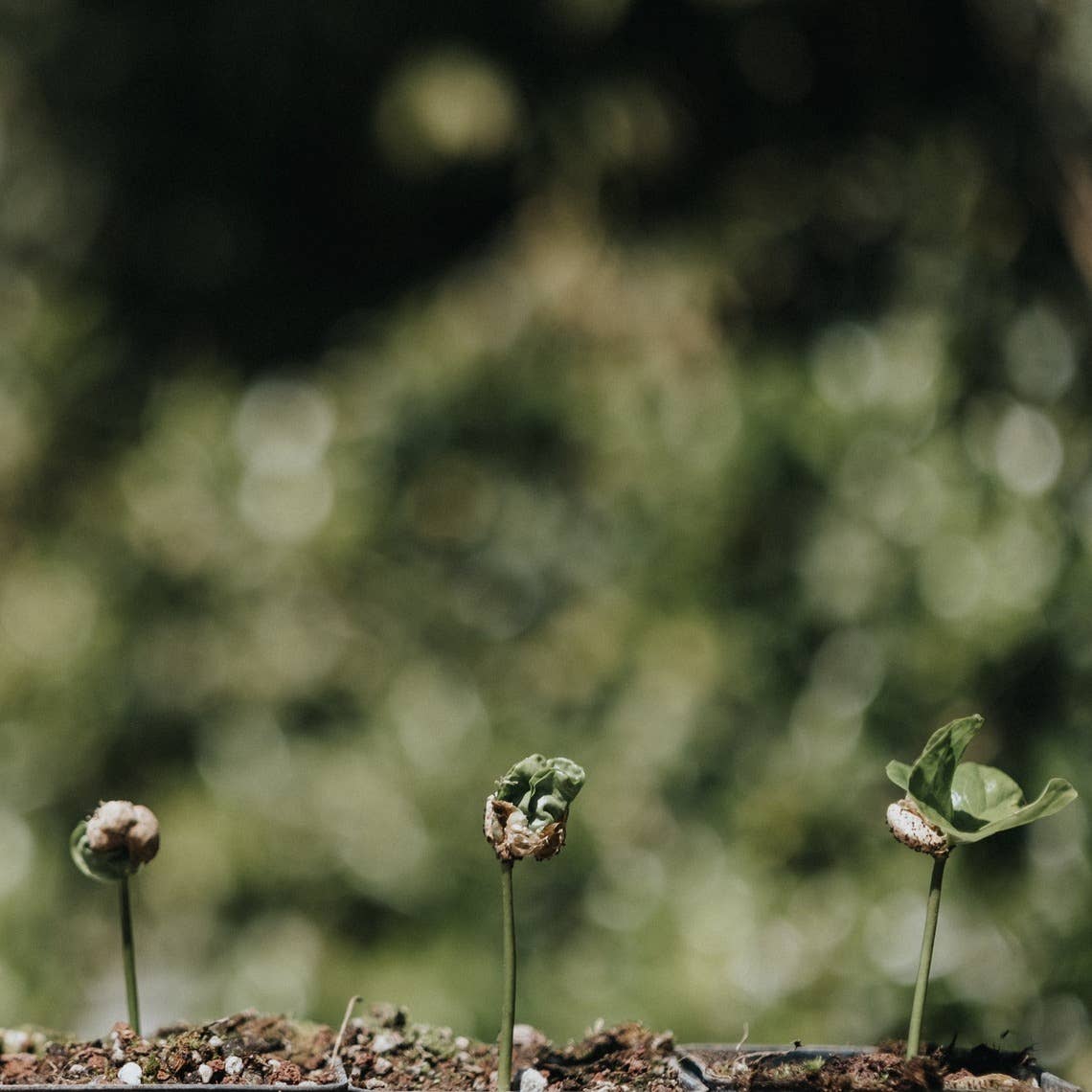 Moka Morettino - 4 tasses