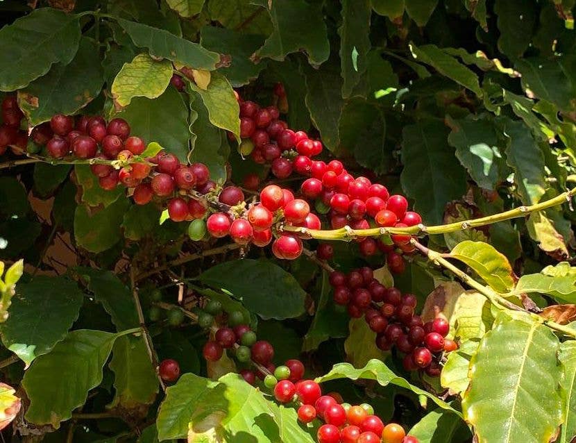 Moka Morettino - 4 tasses