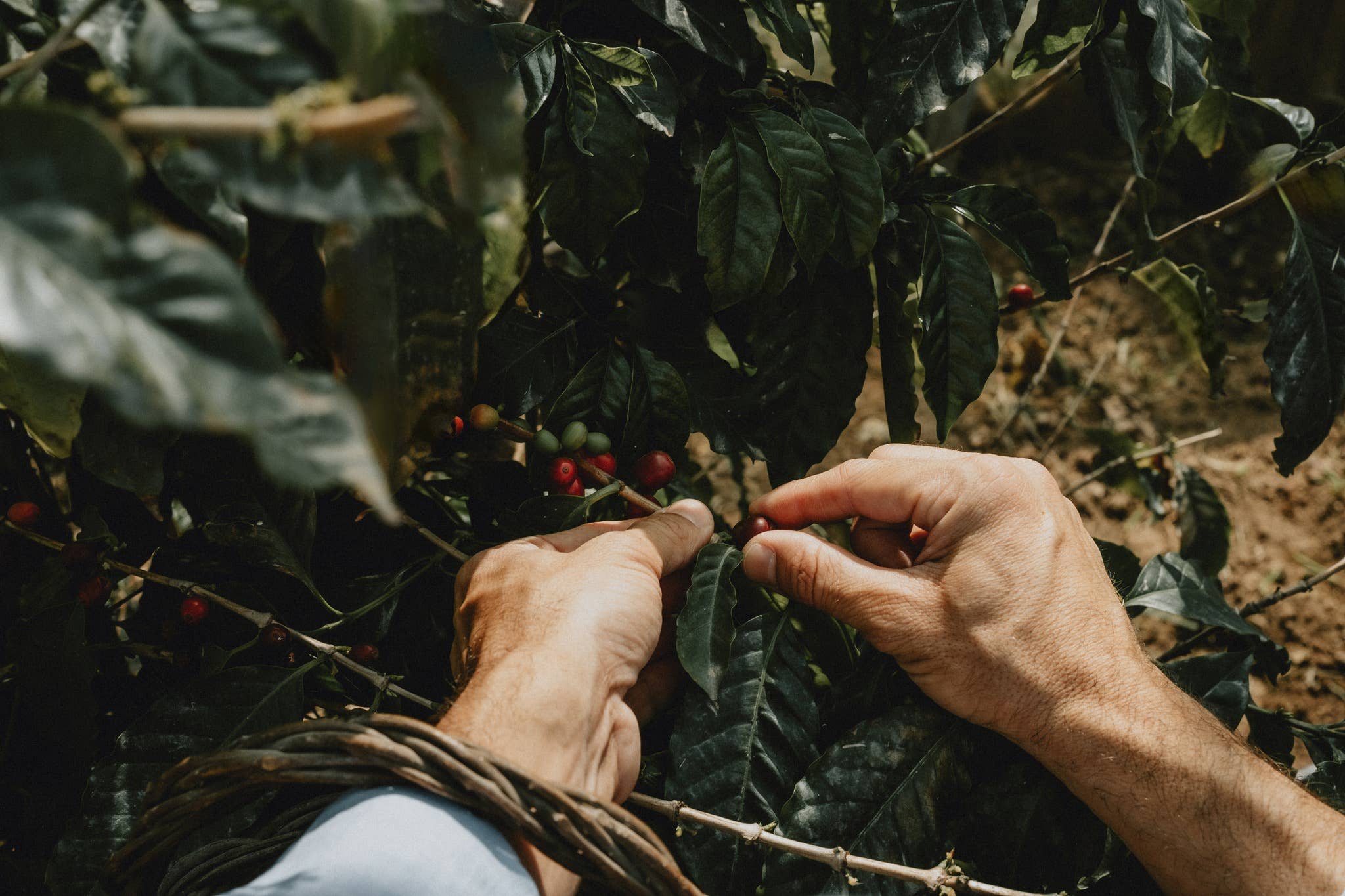 Moka Morettino - 2 tasses